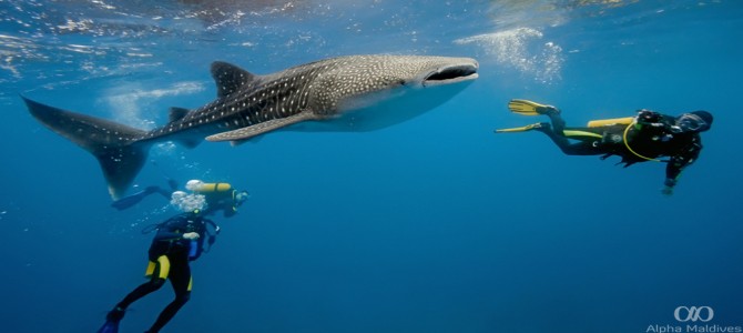 Swimming with Whale Sharks in the Maldives