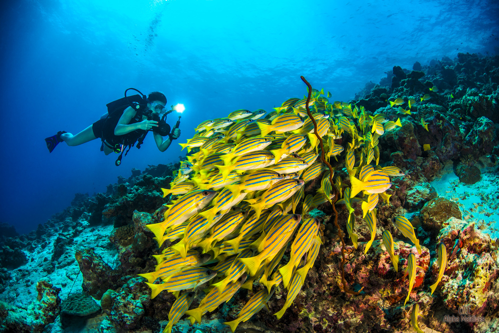 Dusit Thani Maldives - House Reef