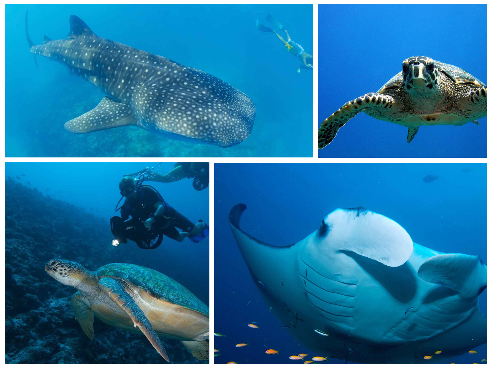 collage_diving_Maldives